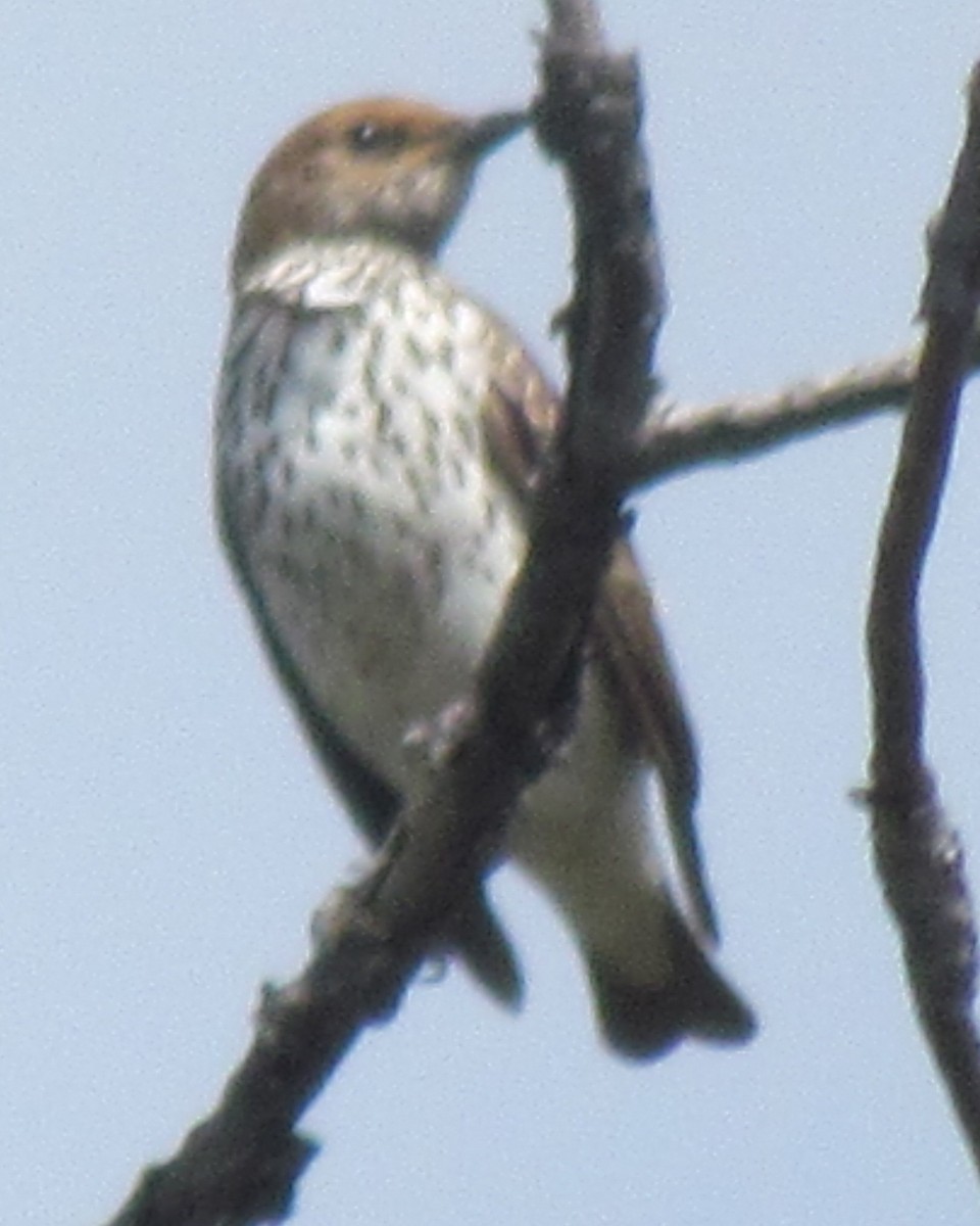 Violet-backed Starling - ML638315934