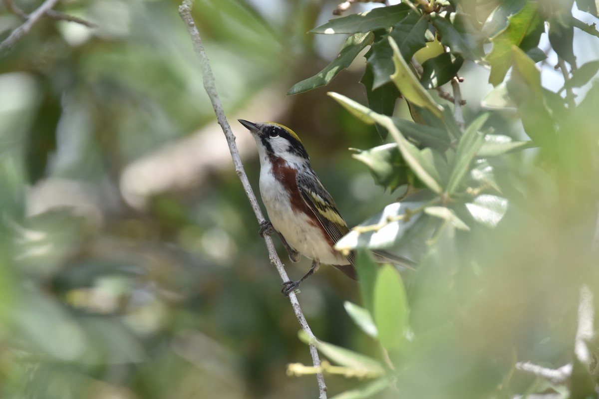 Chestnut-sided Warbler - ML638315935