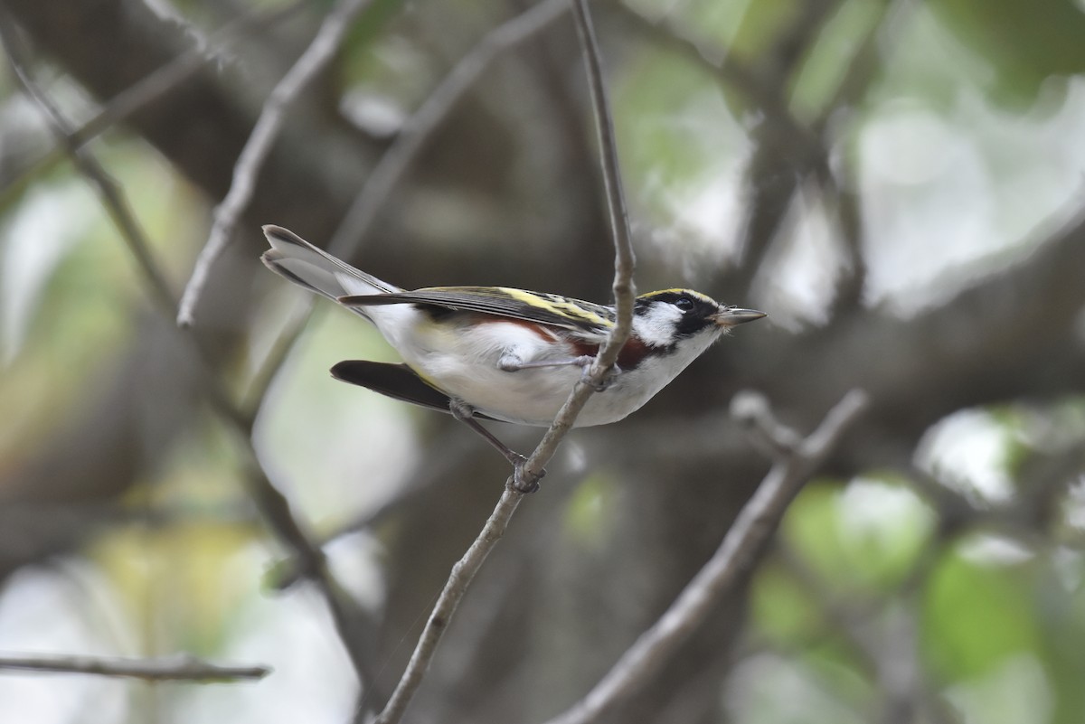 Chestnut-sided Warbler - ML638315936