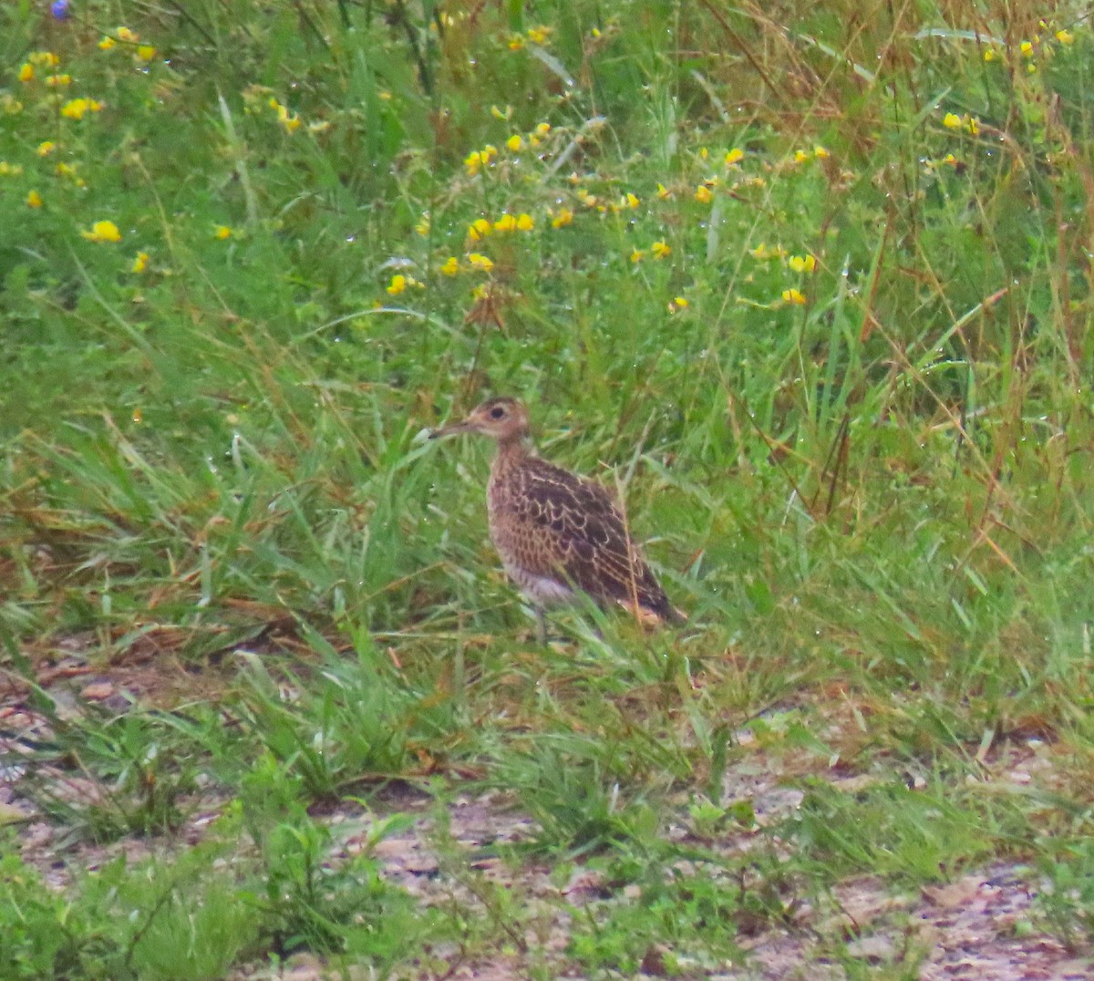 Upland Sandpiper - ML638315937