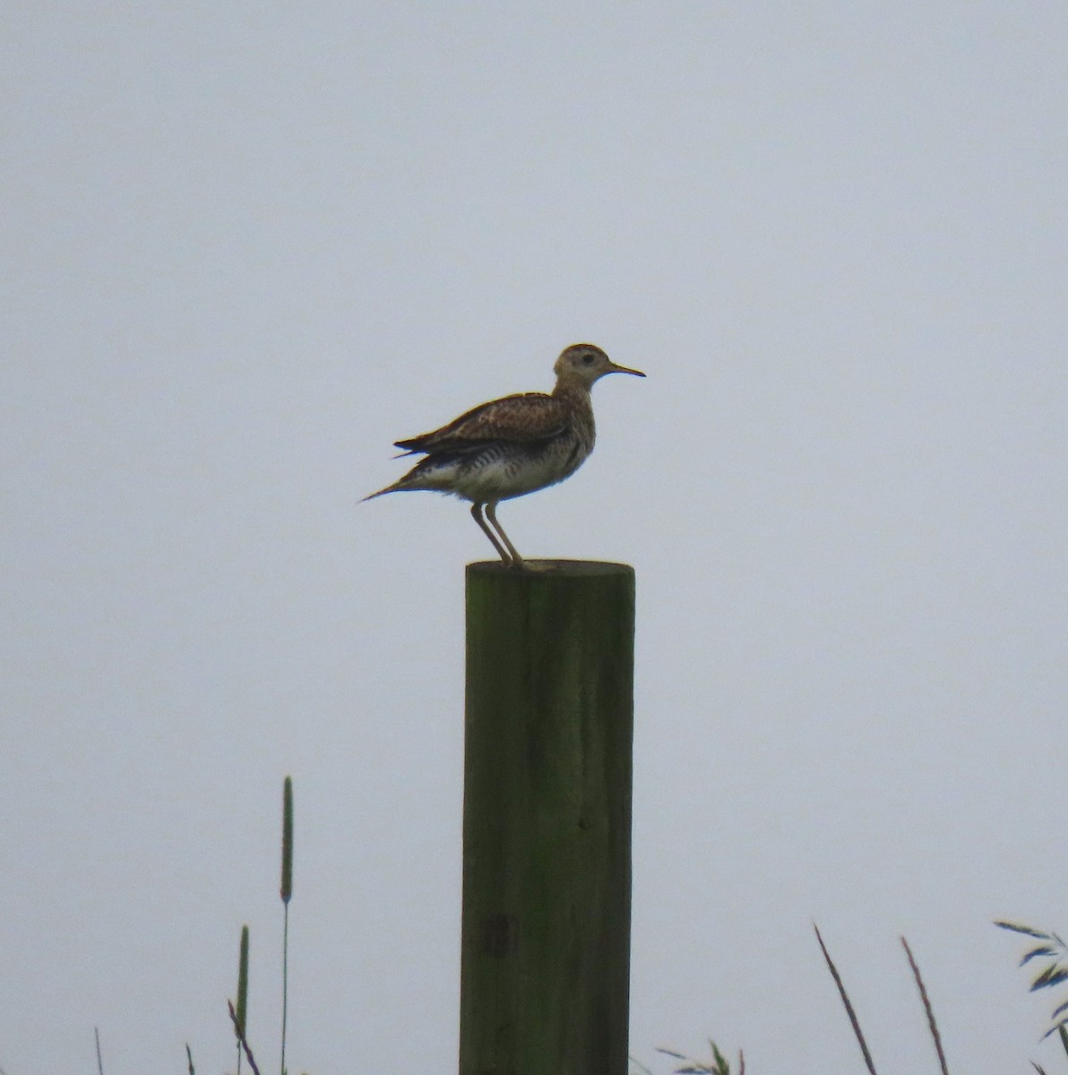 Upland Sandpiper - ML638315939