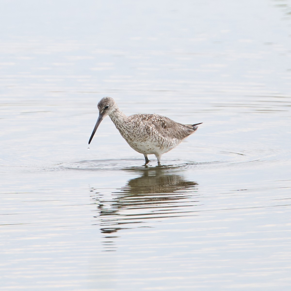 Willet - ML638315941