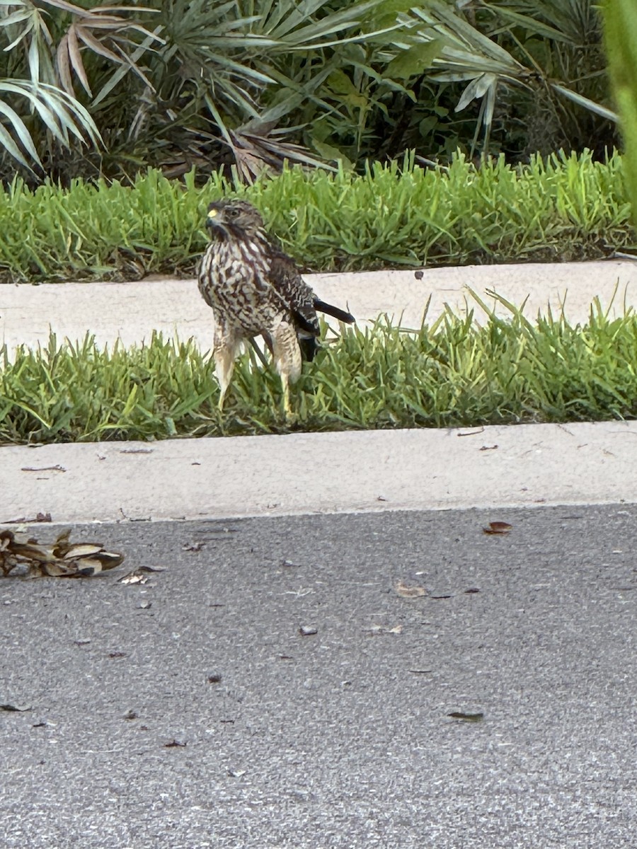 Red-shouldered Hawk - ML638315942