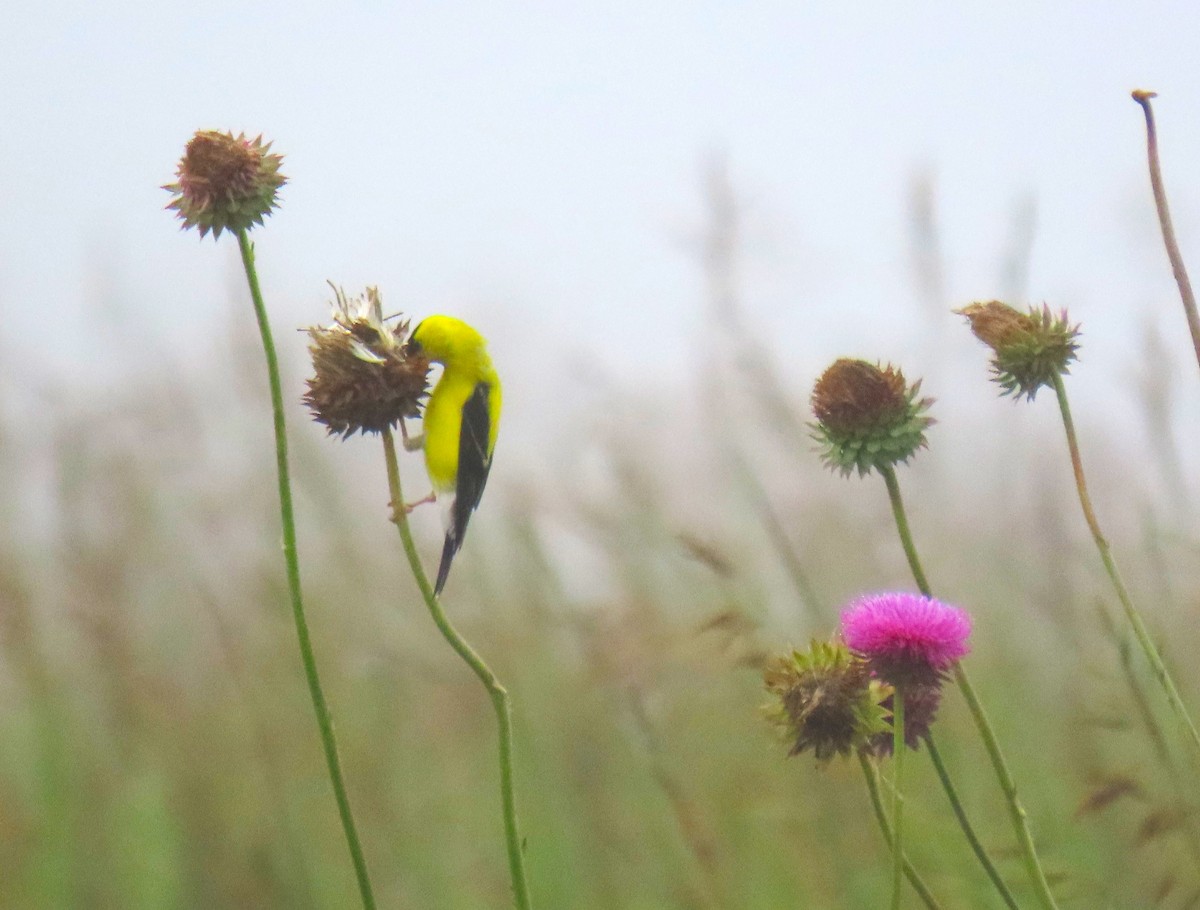 American Goldfinch - ML638315944