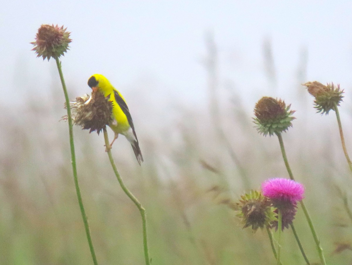 American Goldfinch - ML638315945