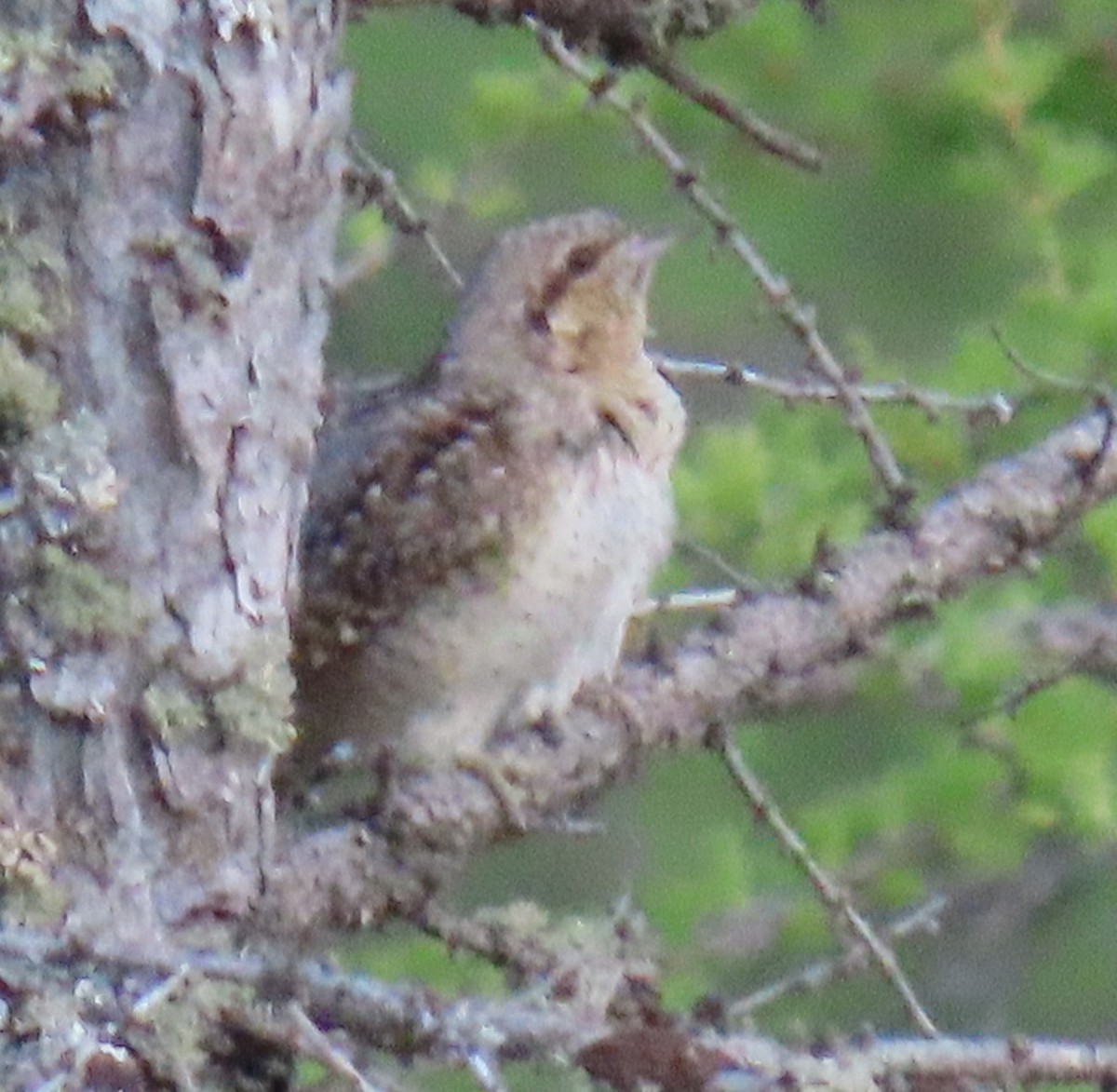Eurasian Wryneck - ML638315946