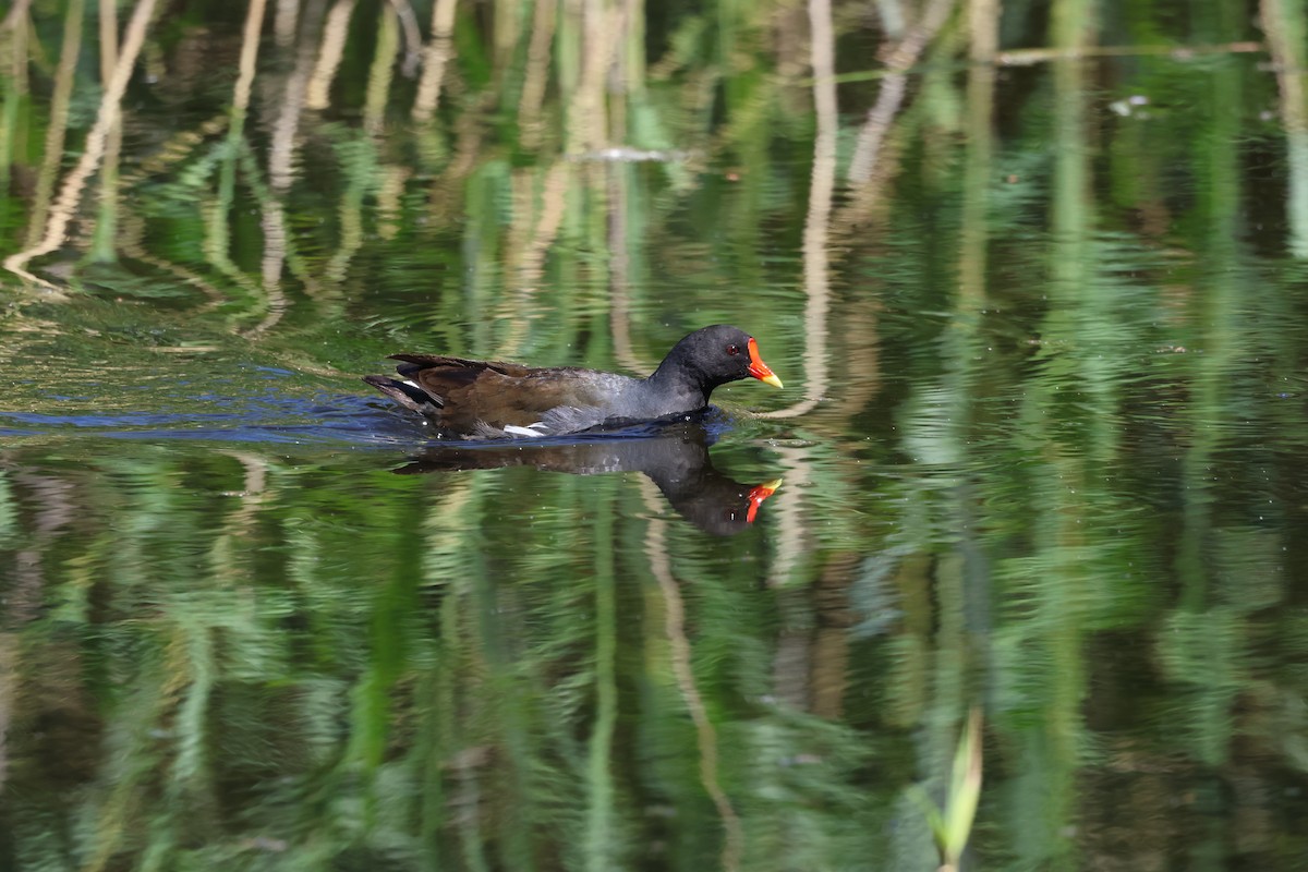 Eurasian Moorhen - ML638315951