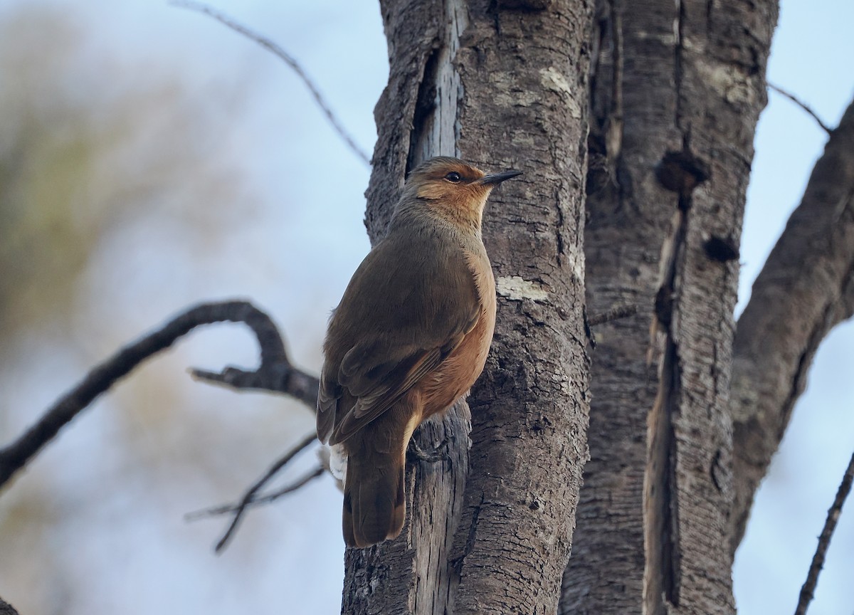 Rufous Treecreeper - ML638315952