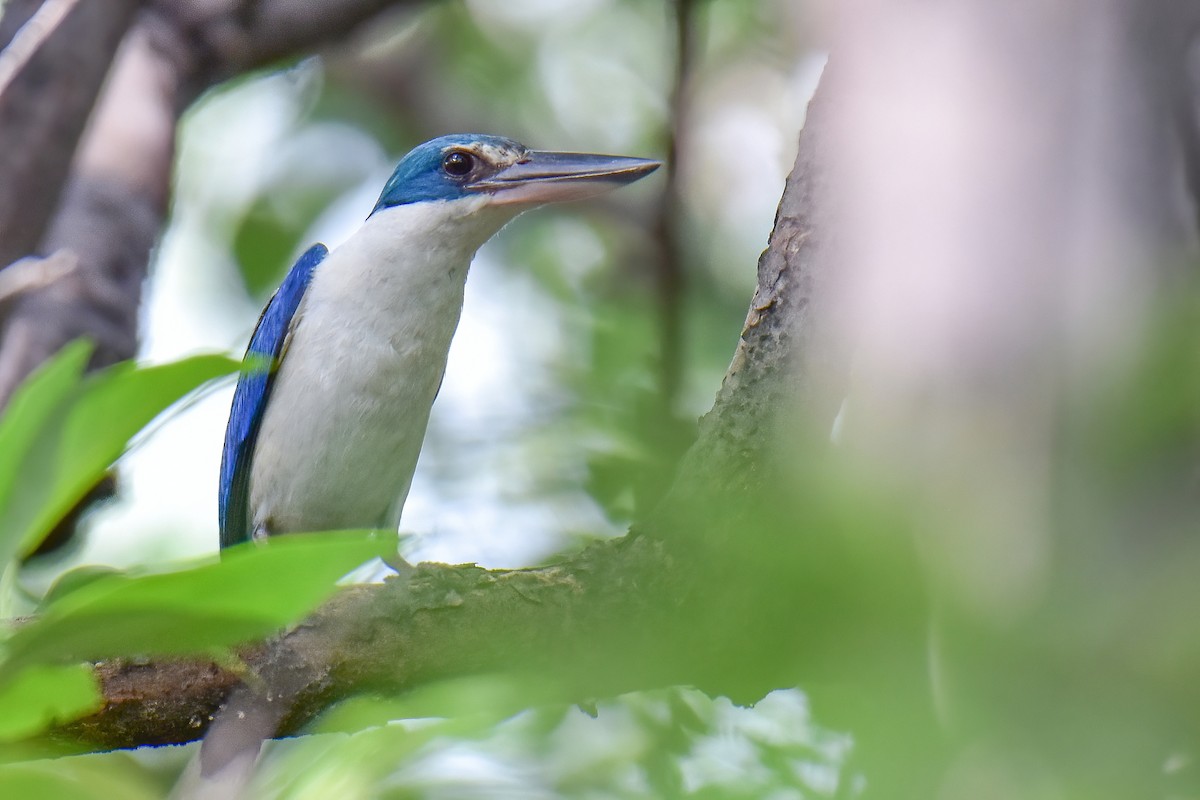 Collared Kingfisher - ML638315955