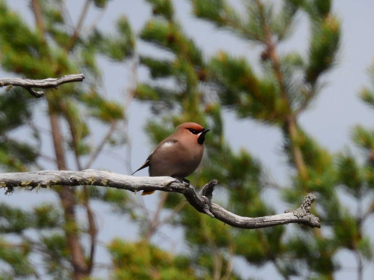Bohemian Waxwing - ML638315959