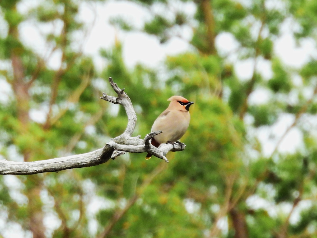 Bohemian Waxwing - ML638315960