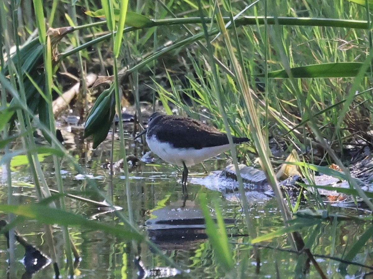Green Sandpiper - ML638315961