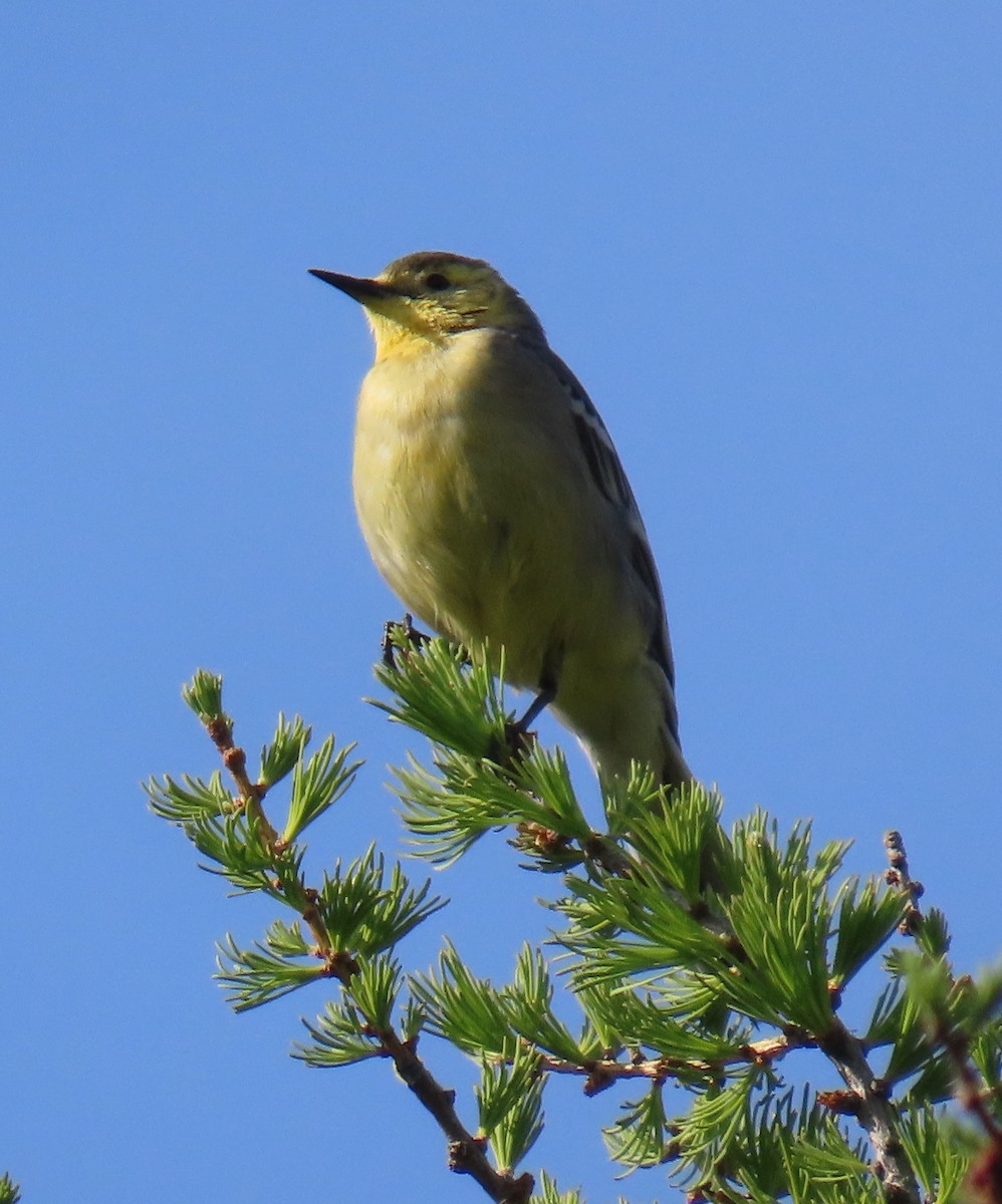 Citrine Wagtail - ML638315963