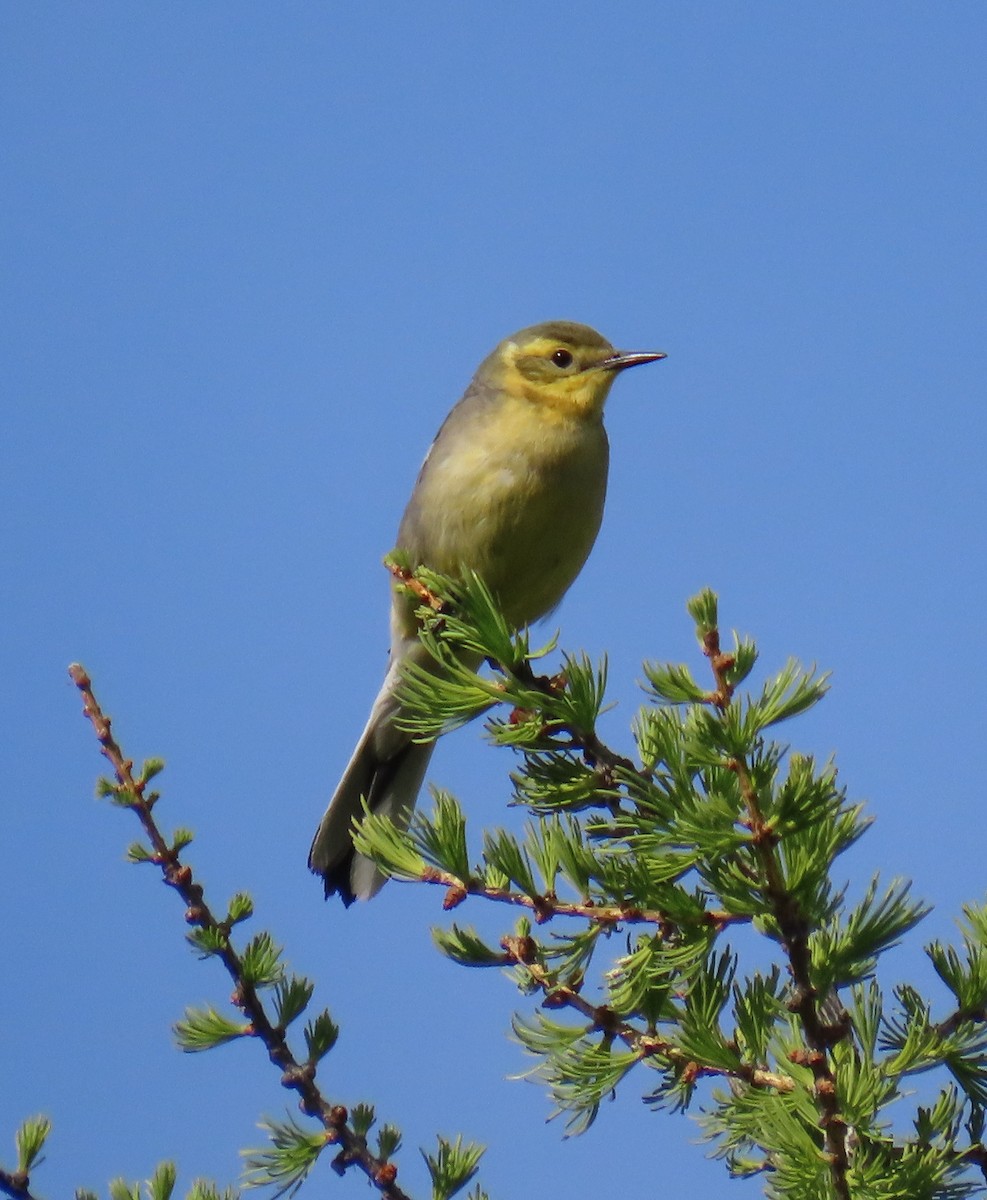 Citrine Wagtail - ML638315964