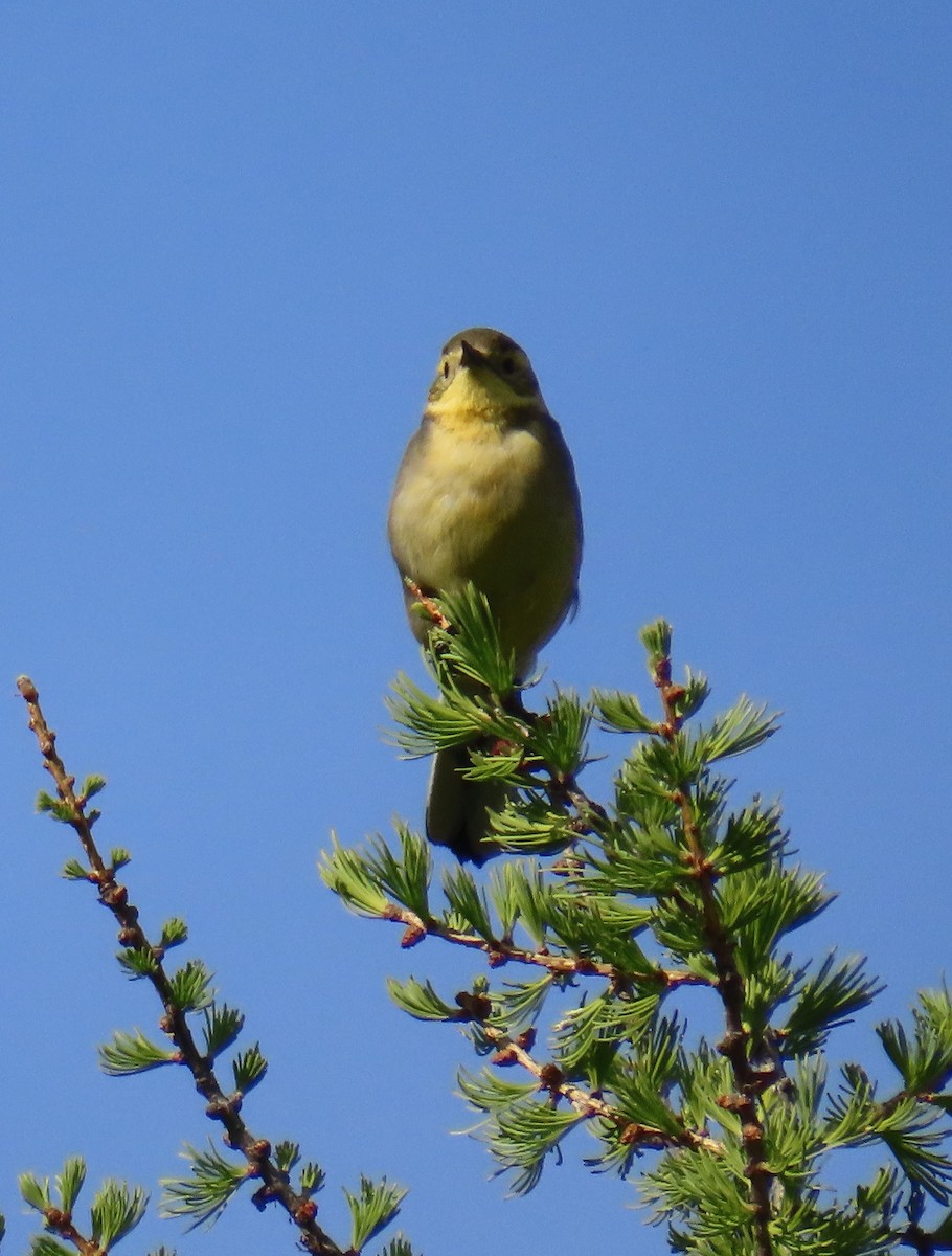 Citrine Wagtail - ML638315965