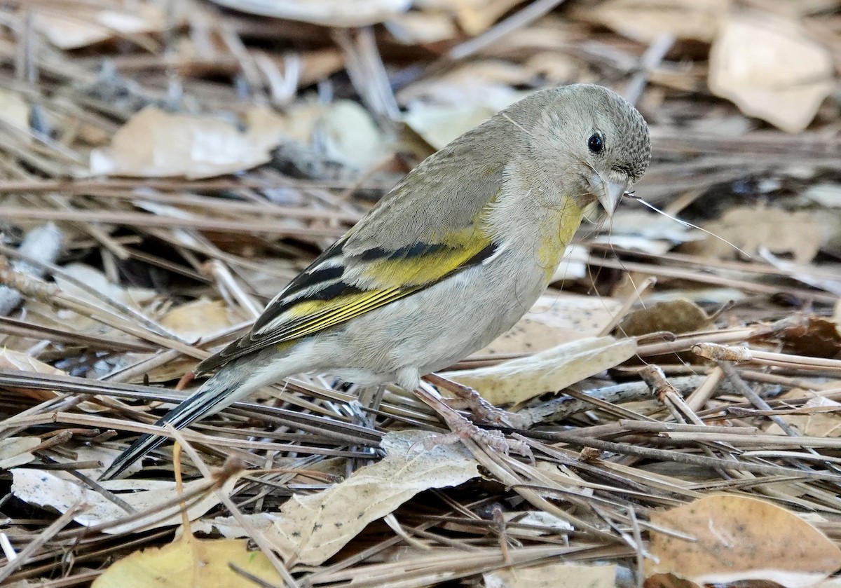 Lawrence's Goldfinch - ML638315967