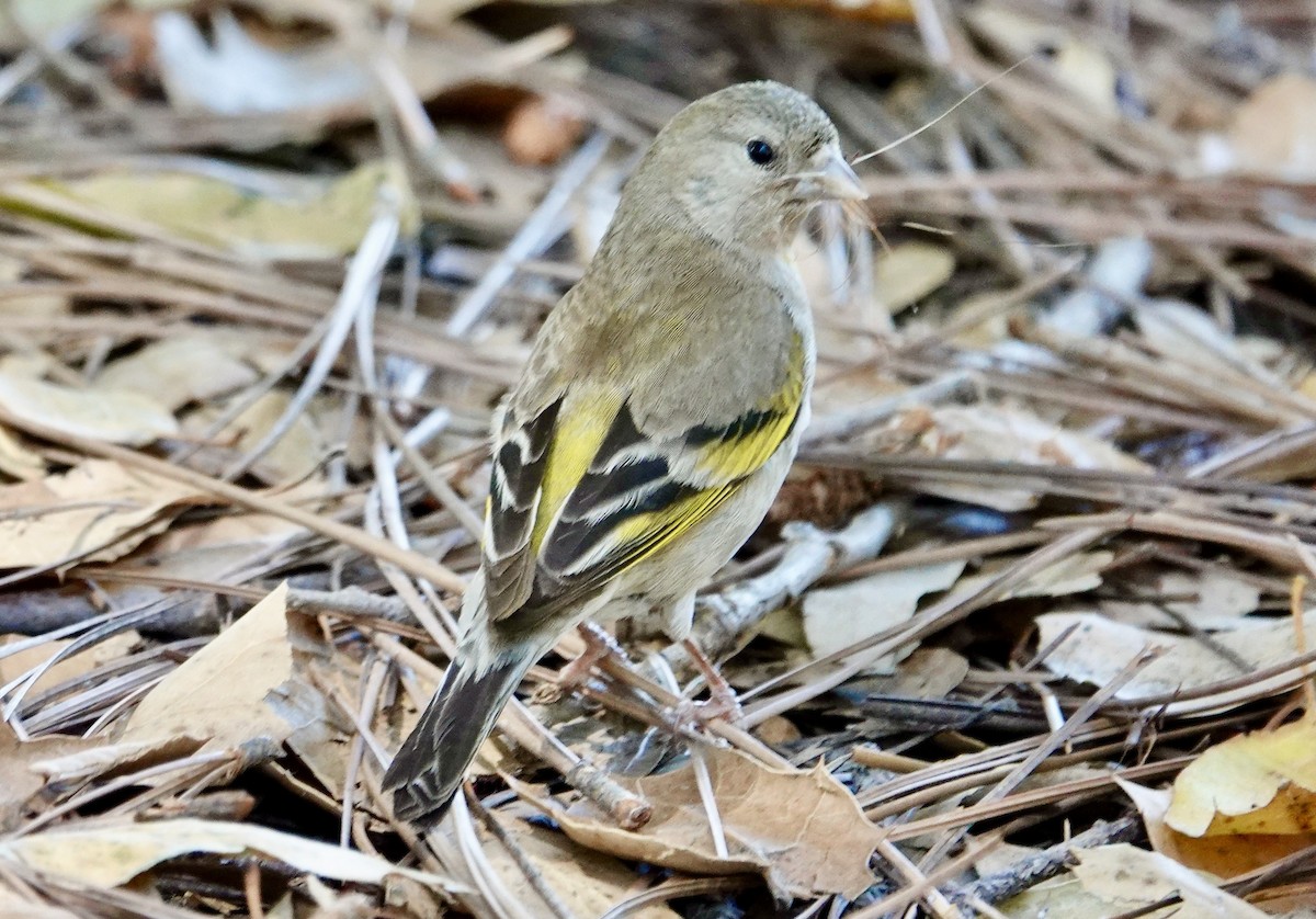 Lawrence's Goldfinch - ML638315968