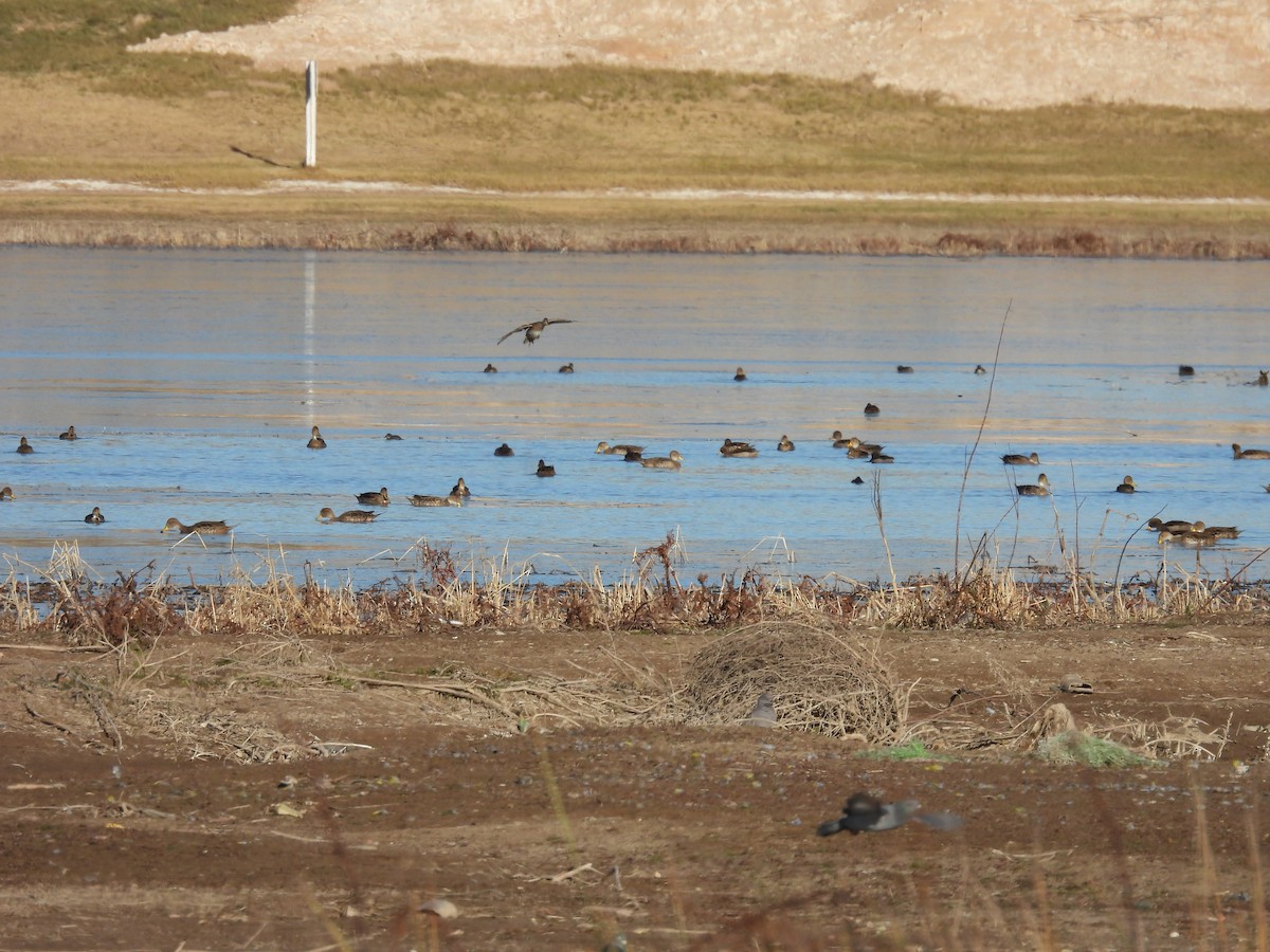 Yellow-billed Pintail - ML638315969