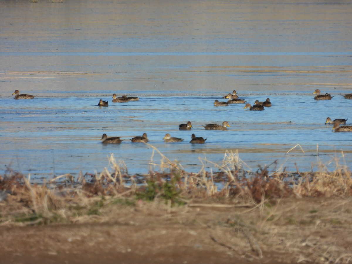 Yellow-billed Pintail - ML638315970