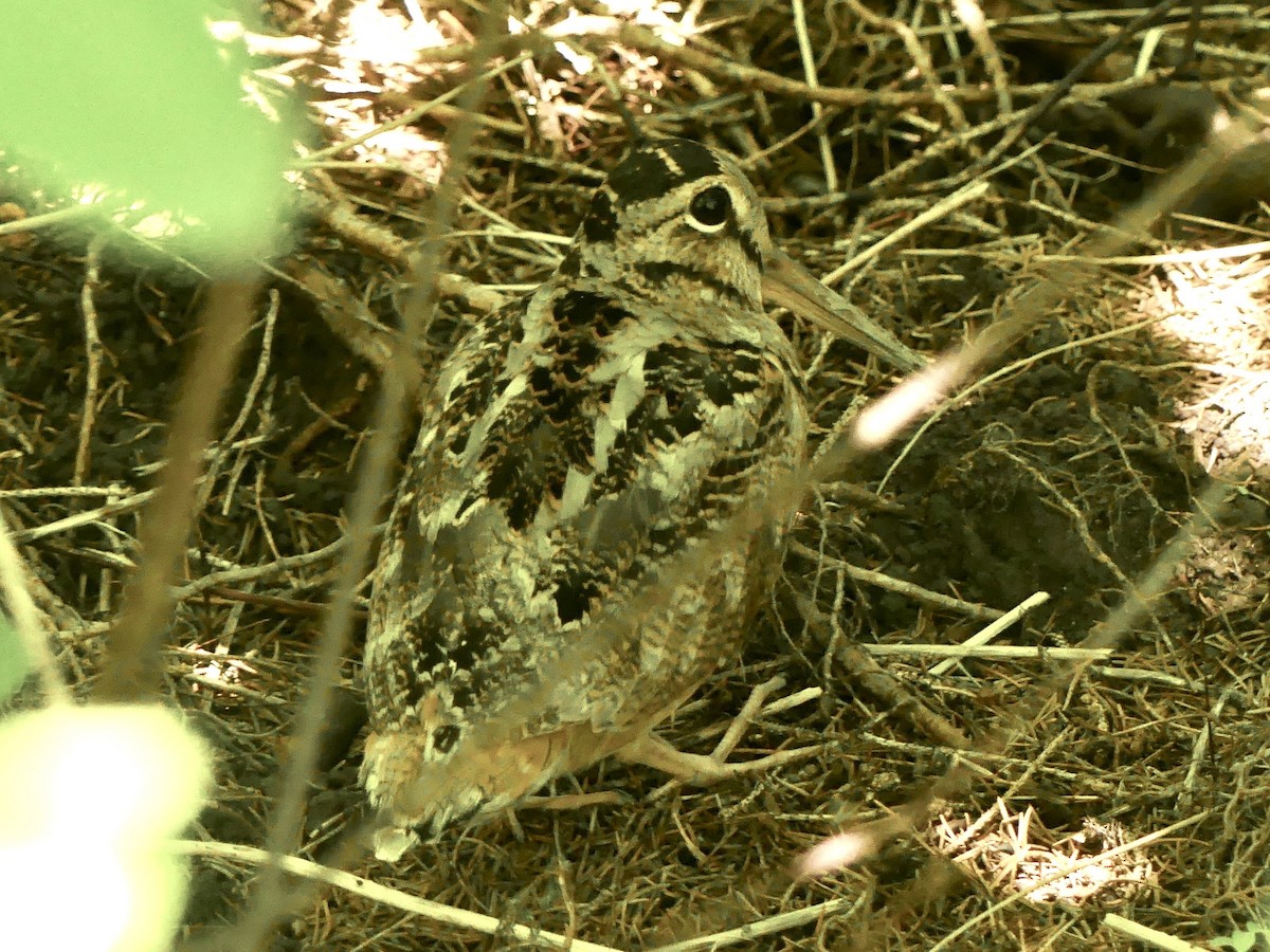 American Woodcock - ML638315971
