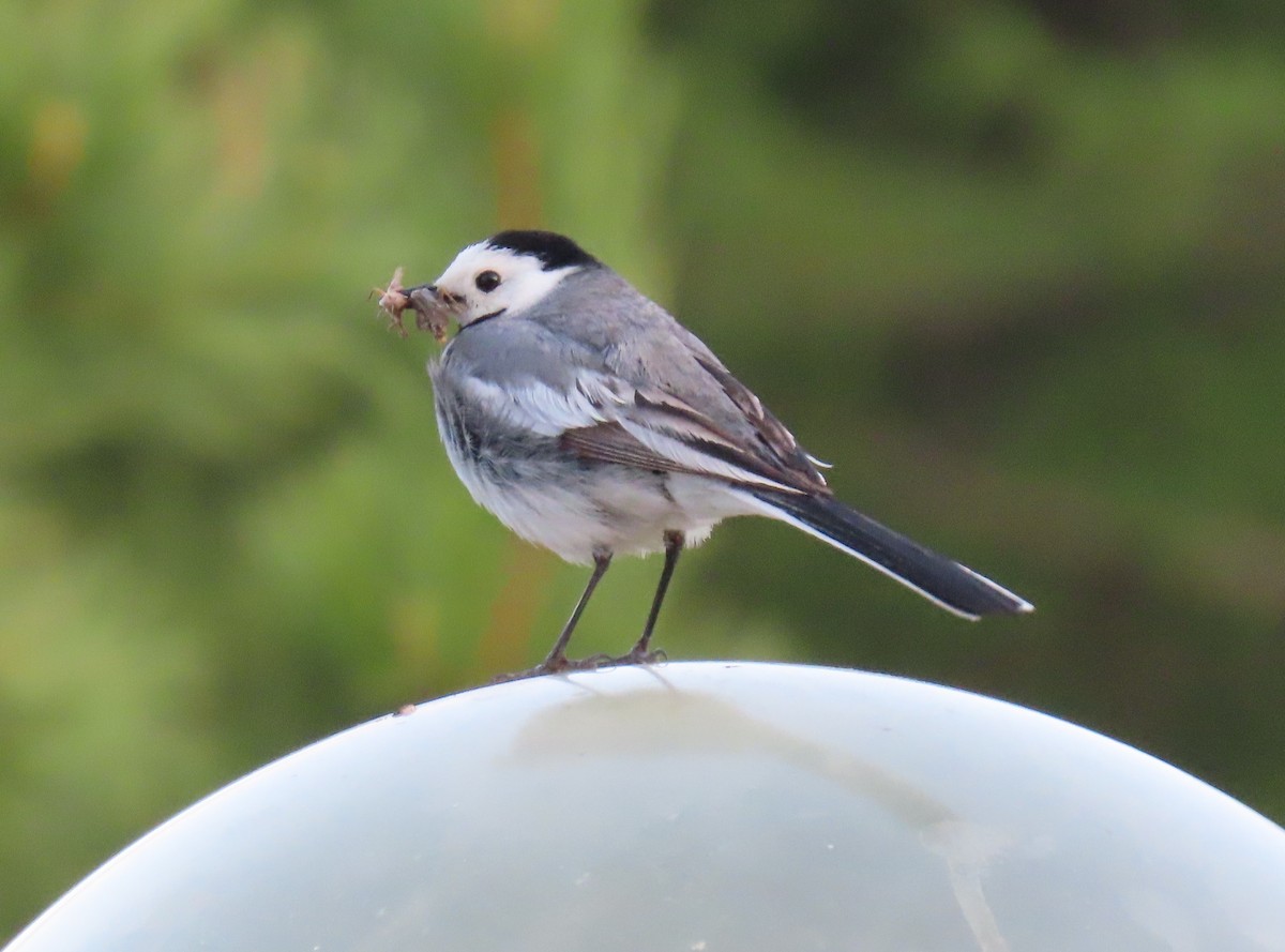 Lavandera Blanca (baicalensis) - ML638315973