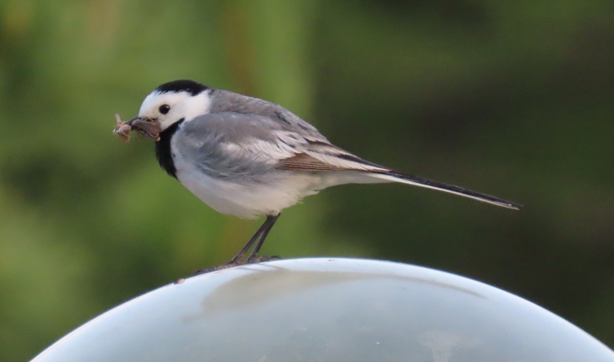 Lavandera Blanca (baicalensis) - ML638315974