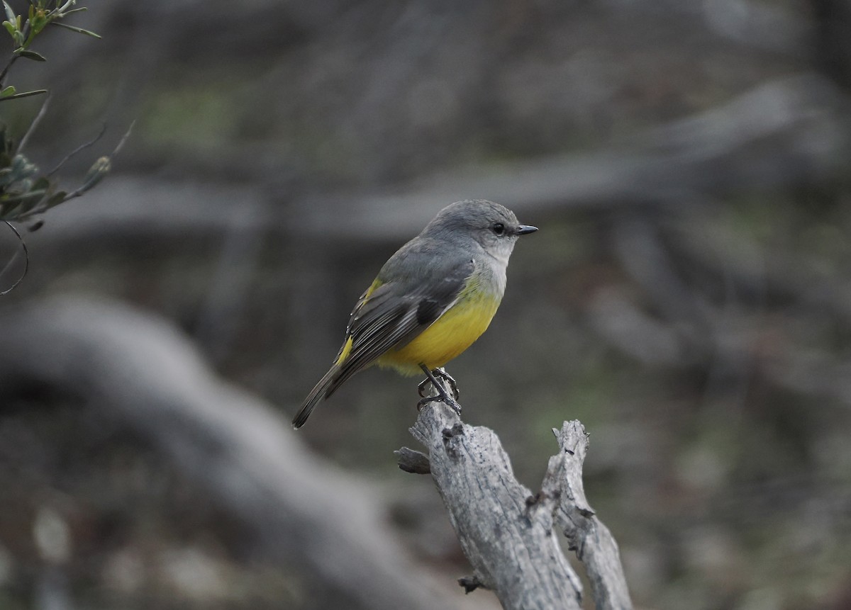 Western Yellow Robin - ML638316013