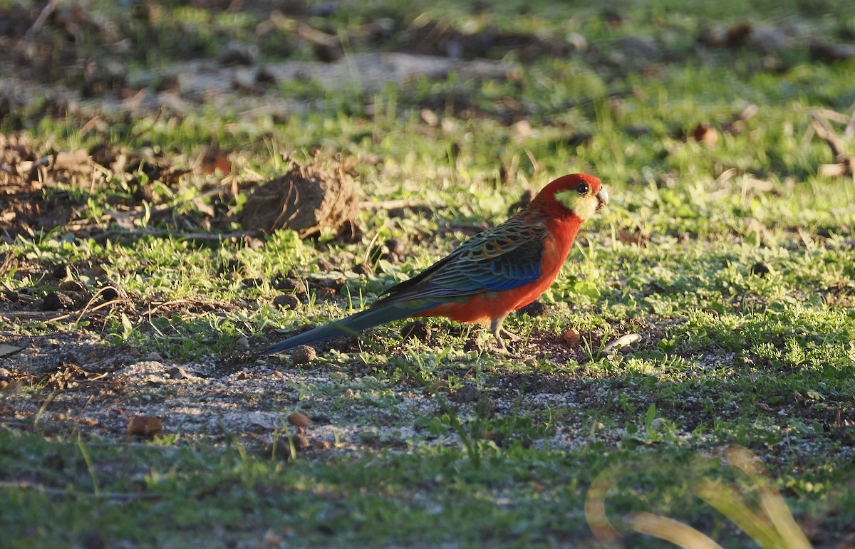 Western Rosella - ML638316014