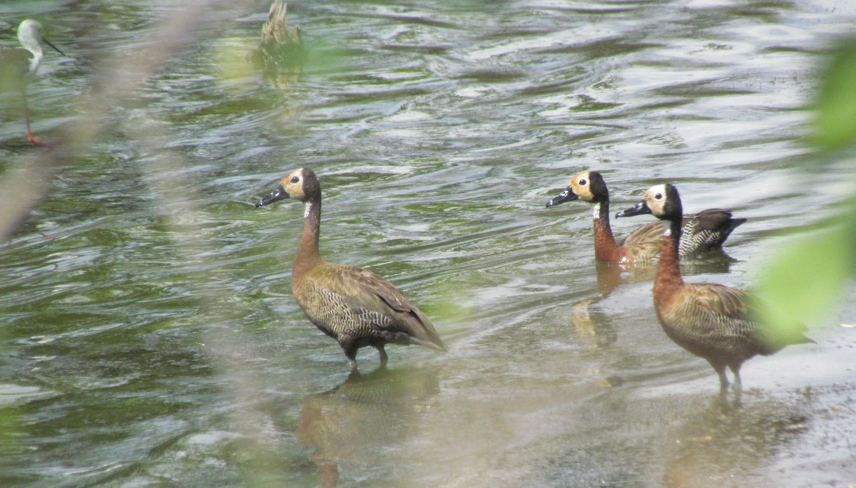 White-faced Whistling-Duck - ML638316015