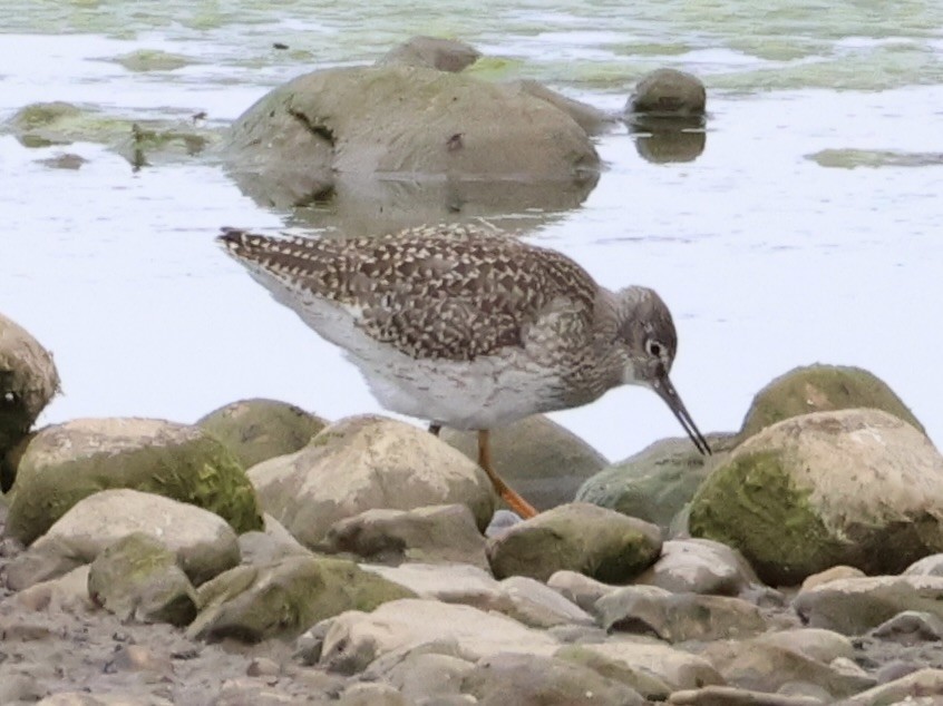 Common Redshank - ML638316021