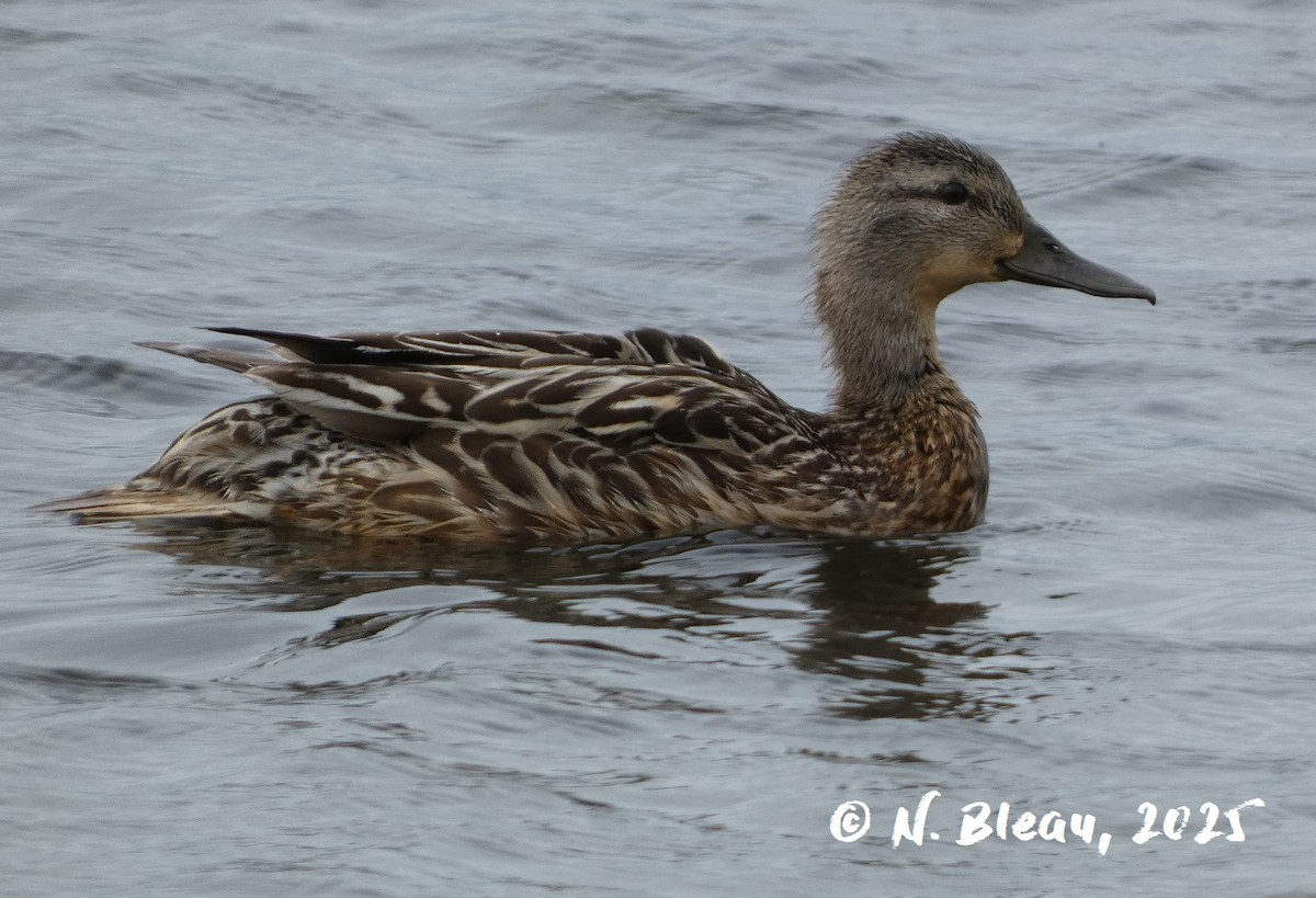 Mallard - ML638316025