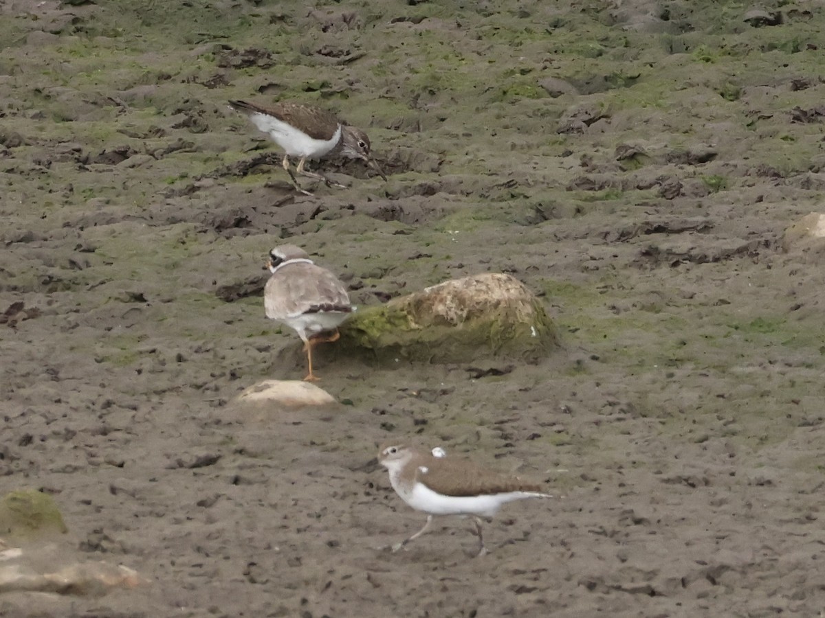 Common Sandpiper - ML638316027
