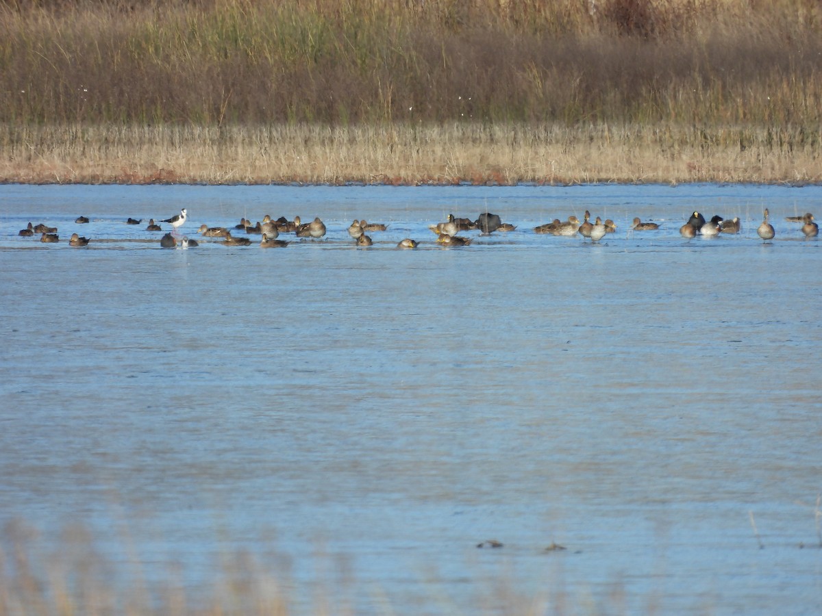Chiloe Wigeon - ML638316032