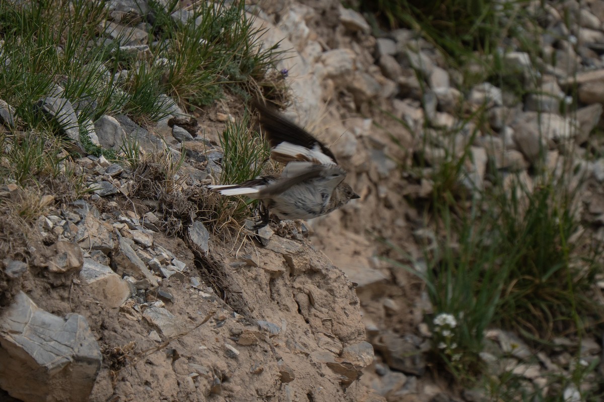 Niverolle alpine - ML638316038