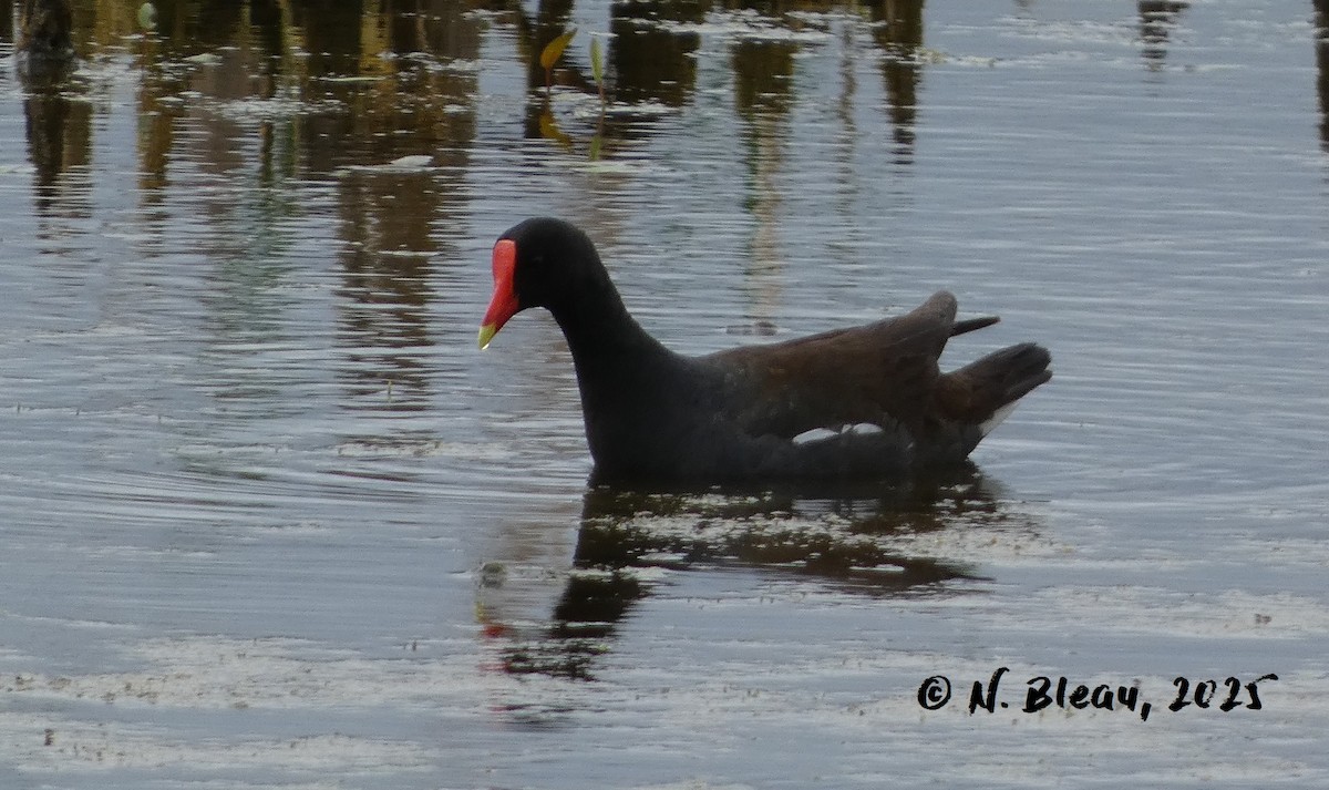 Common Gallinule - ML638316039