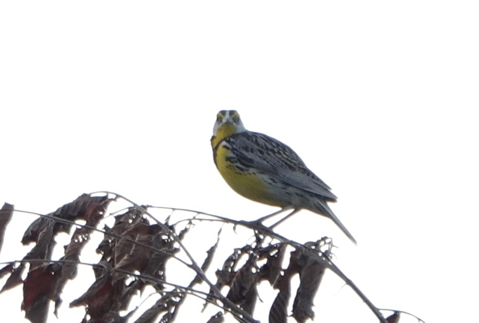 Eastern Meadowlark - ML638316043