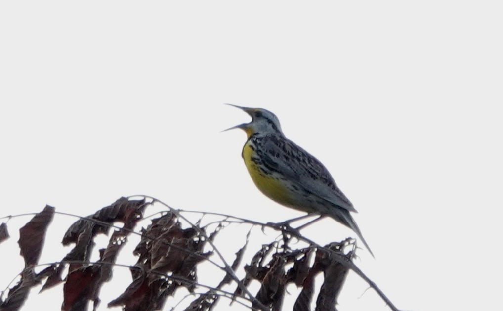Eastern Meadowlark - ML638316044