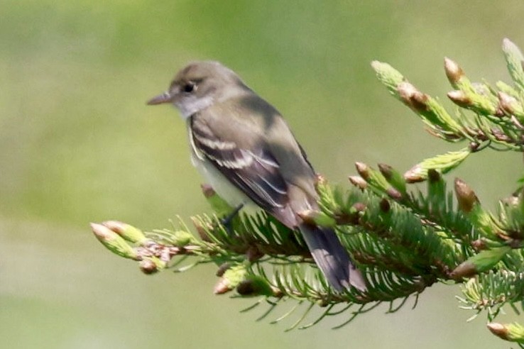 Alder Flycatcher - ML638316045