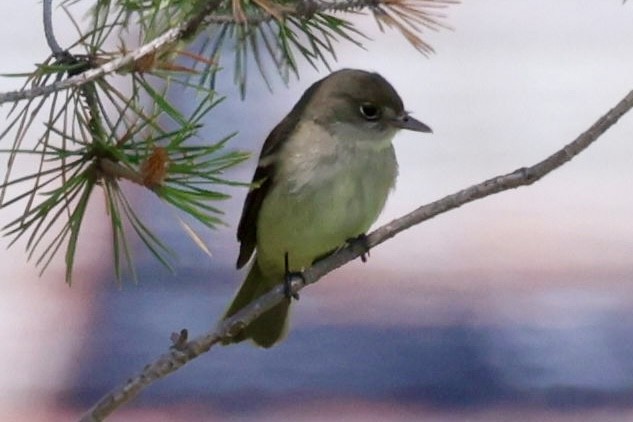 Alder Flycatcher - ML638316047