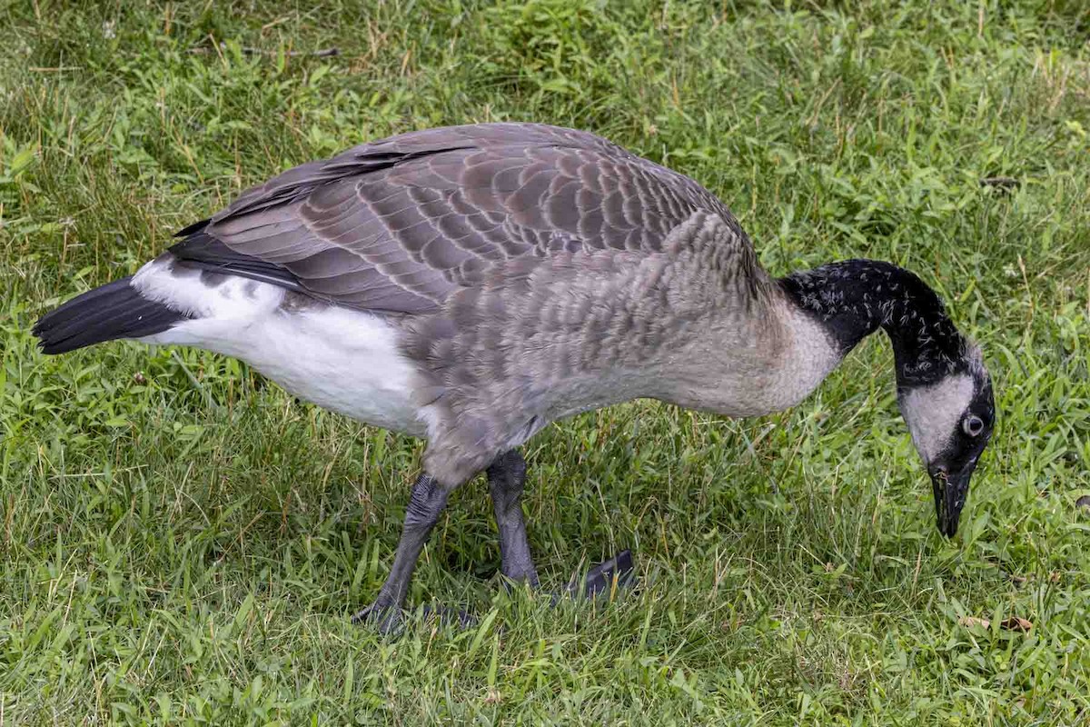 Canada Goose - ML638316048