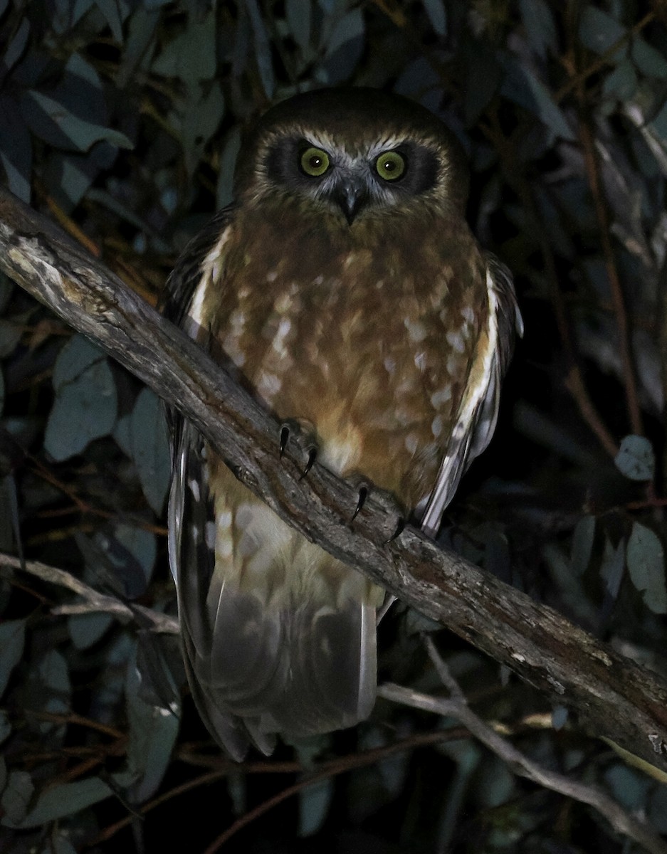 Australian Boobook - ML638316058