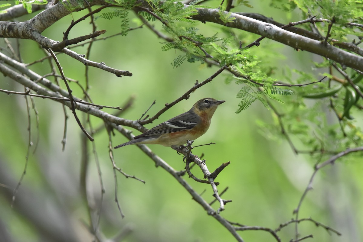 Bay-breasted Warbler - ML638316059