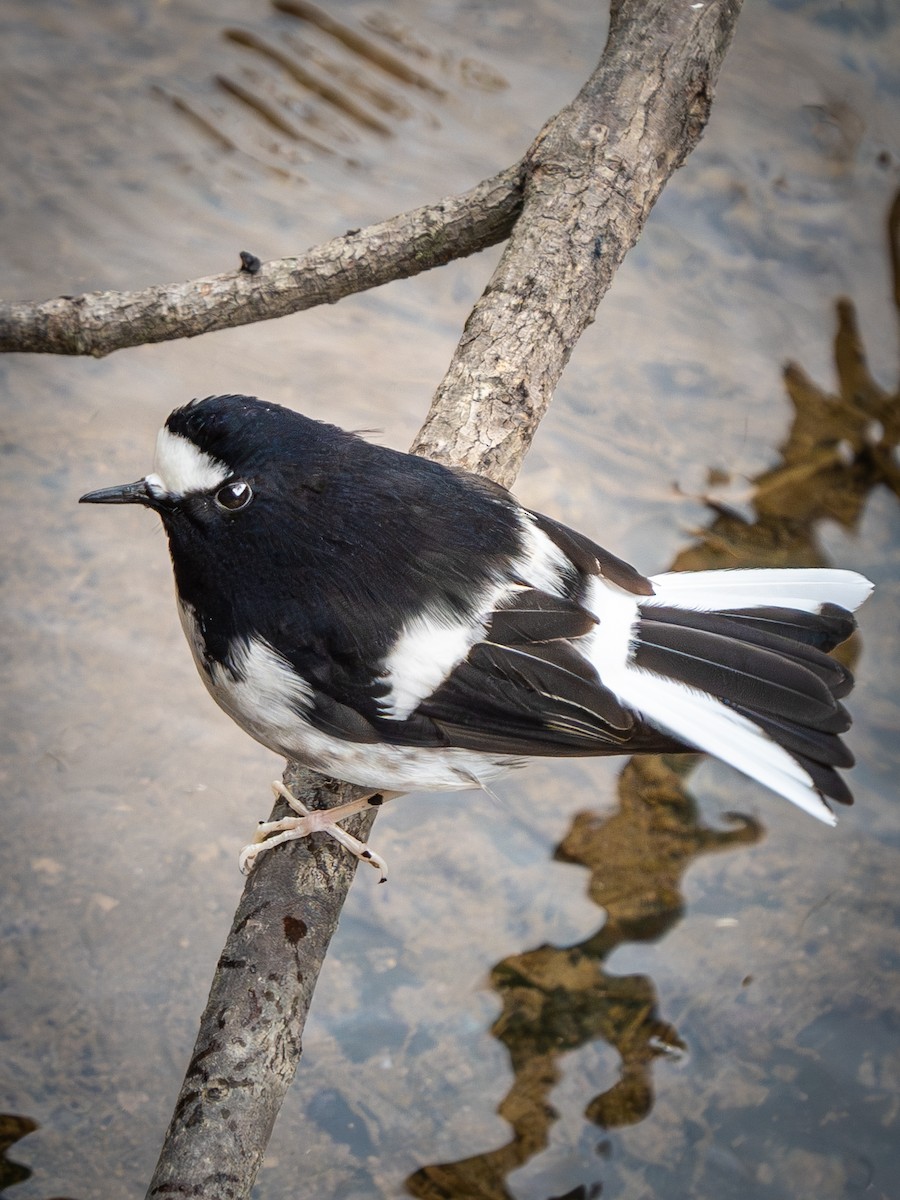 Little Forktail - ML638316062