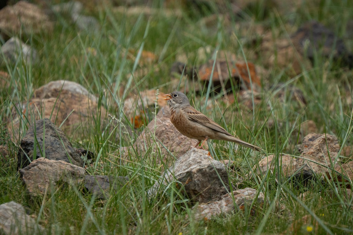 Berdantza grisa - ML638316067