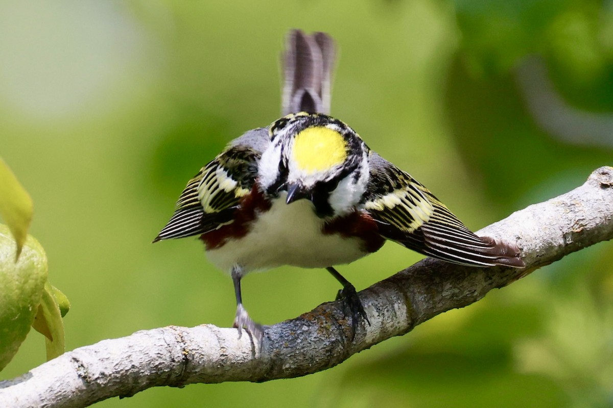 Chestnut-sided Warbler - ML638316070