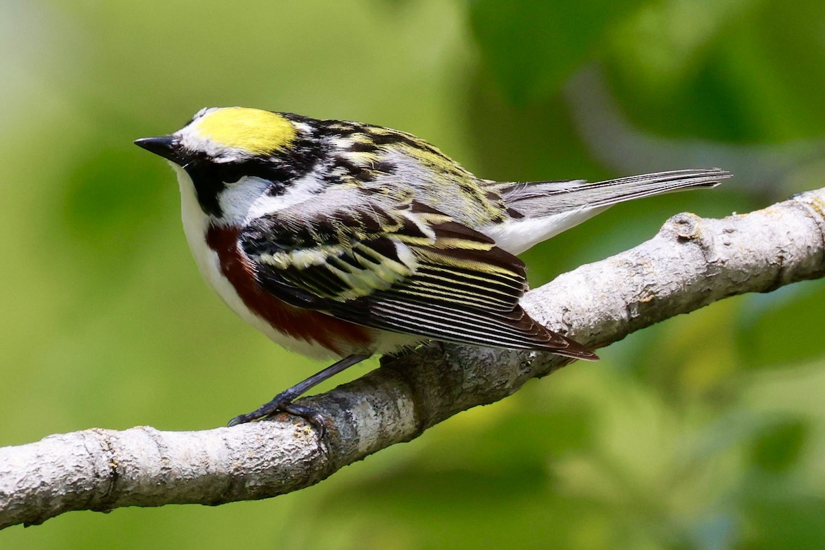 Chestnut-sided Warbler - ML638316071
