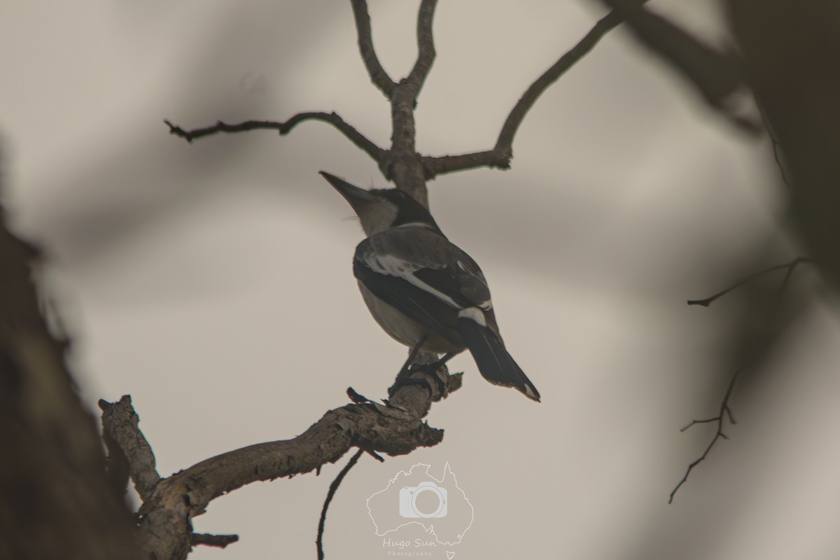 Gray Butcherbird - ML638316074