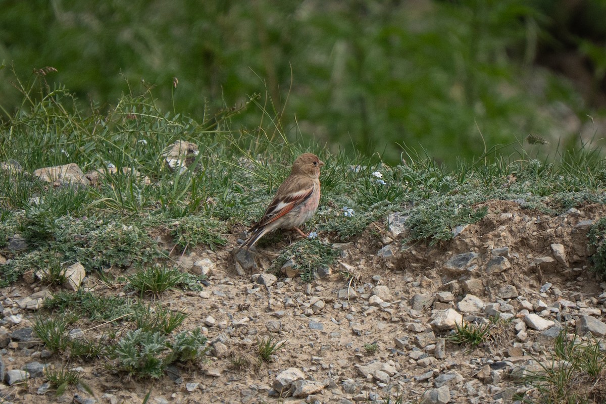 Roselin de Mongolie - ML638316076
