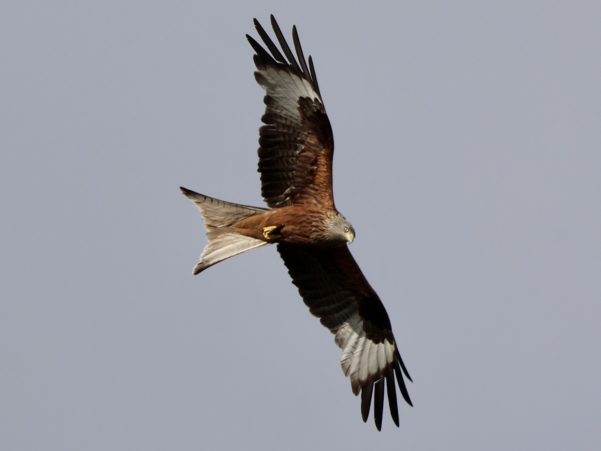 Red Kite - ML638316081