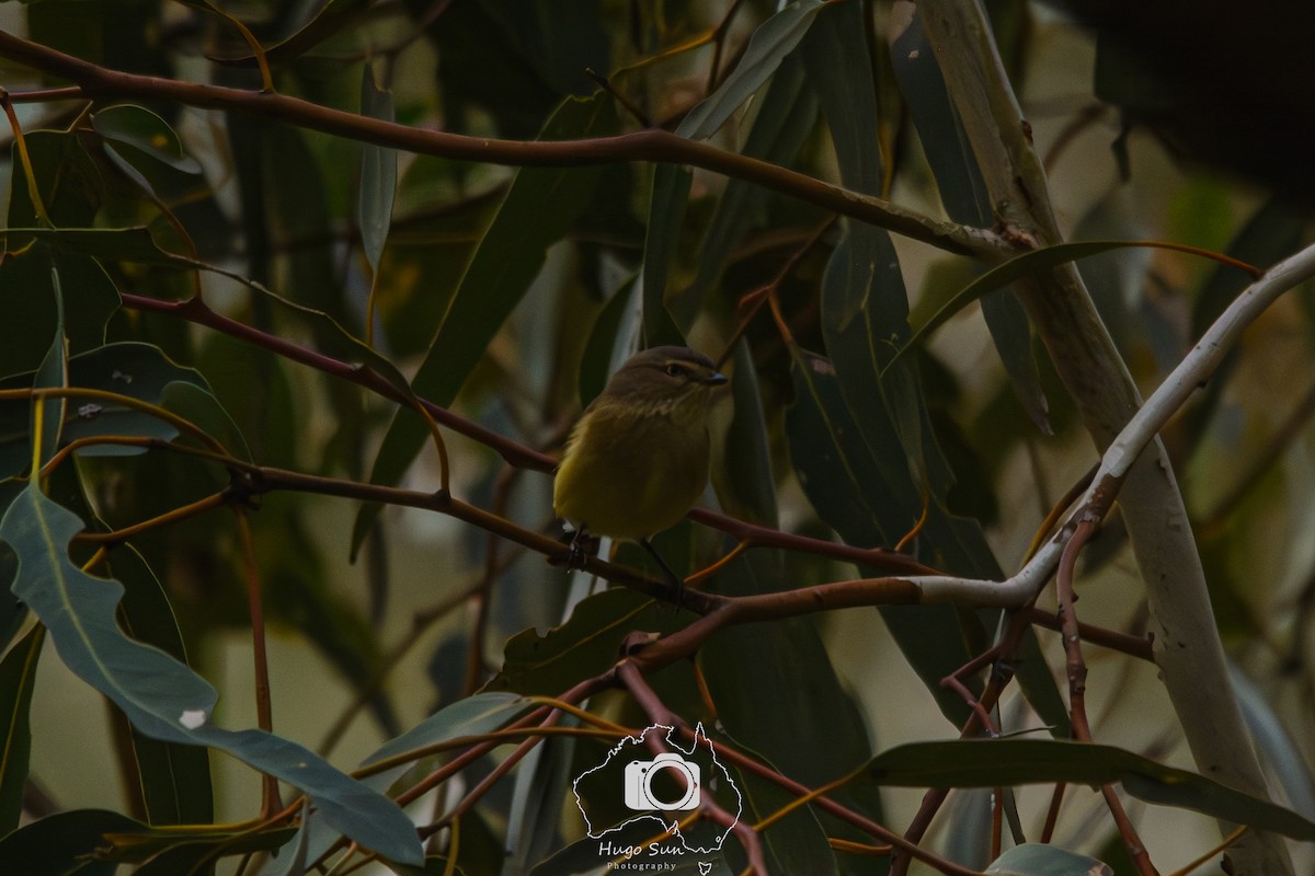Weebill - ML638316090